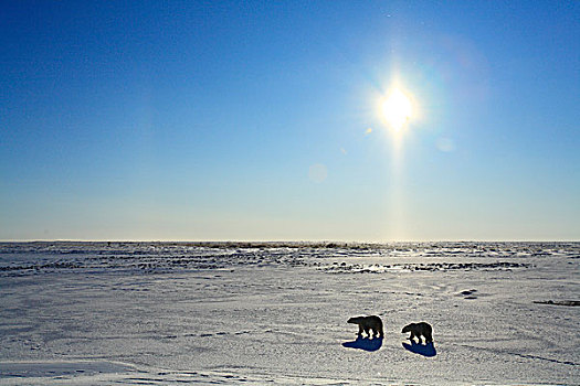 北极熊,北极圈,苔原