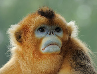 川金丝猴图片
