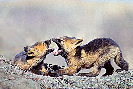 红狐,幼仔,狐属,彩色,玩,靠近,纳塔耳,窝,北方,育空