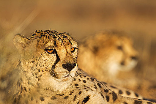 印度豹,猎豹,雄性,后面,休息,夜光,俘获,纳米比亚,非洲