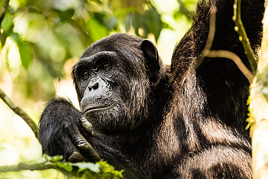 普通,黑猩猩,类人猿,树林,国家公园,乌干达,非洲