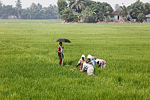 工人,稻田,喀拉拉,印度南部,南亚,亚洲