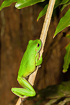 树蛙,雨林,铁山国家公园,岬角,半岛,北方,昆士兰,澳大利亚
