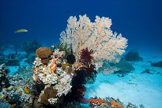 珊瑚礁,繁茂,柳珊瑚虫,印度尼西亚,东南亚