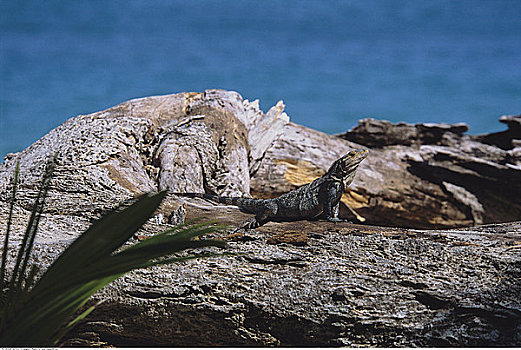 蜥蜴,岩石上,曼纽尔安东尼奥国家公园,哥斯达黎加