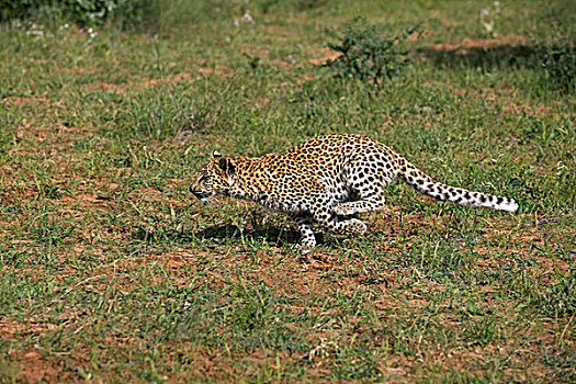 豹,4个月,老,幼兽,跑,纳米比亚