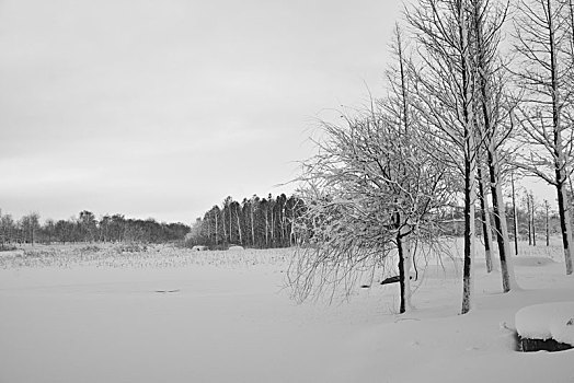 雪景