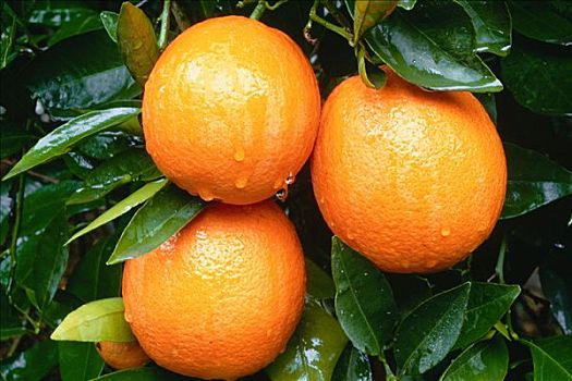 橘子,加利福尼亚,美国