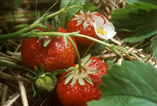 草莓,植物