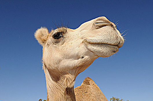 单峰骆驼,肖像,北领地州,澳大利亚