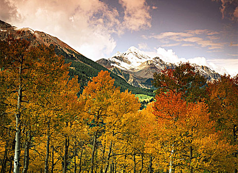 美国,科罗拉多,圣胡安,国家森林,白杨,山杨,积雪,山,背景,大幅,尺寸