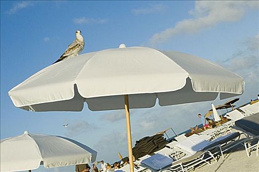鸟,栖息,海滩伞