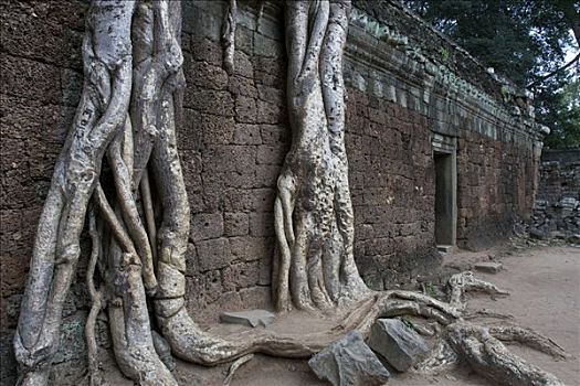 树,根部,塔普伦寺,庙宇,收获,柬埔寨,东南亚