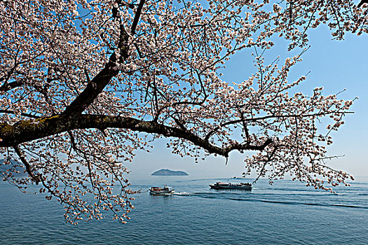 樱花,岛屿,琵琶湖