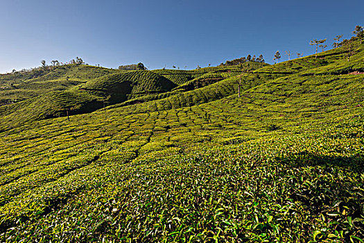 茶园,蓝天,喀拉拉,西高止山,印度,亚洲