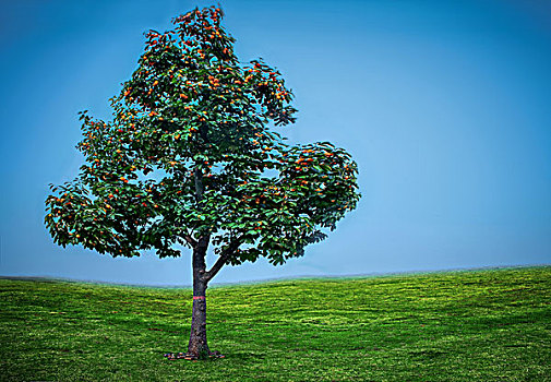 原野的一棵结满果实的柿子树
