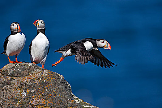 大西洋海雀,北极,岛屿,冰岛,欧洲