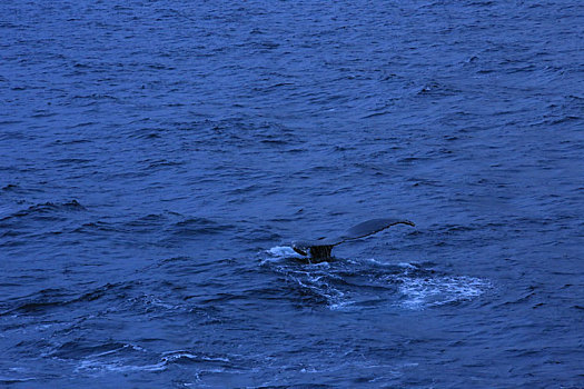 南极冰海中的鲸鱼