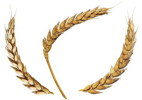 三个,干燥,耳,成熟,小麦,隔绝