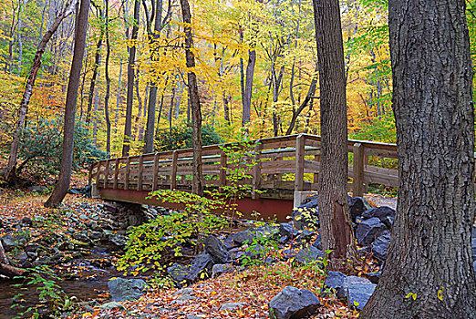 秋天,木桥,黄色,树林