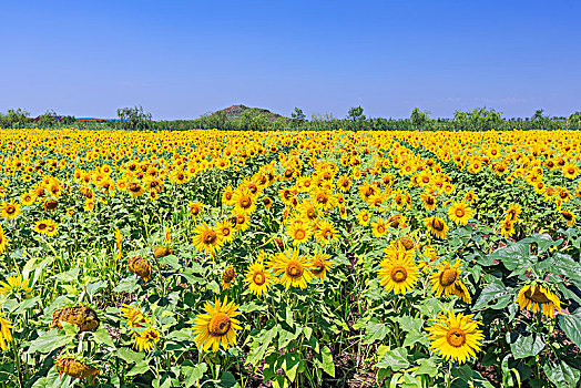 向日葵花田