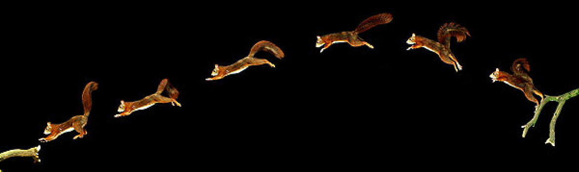 红松鼠,松鼠,雄性,跳跃,移动,次序