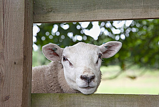 绵羊,看穿,栅栏,诺森伯兰郡,英格兰