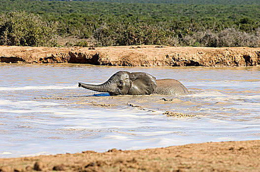 非洲象,幼兽,水,阿多大象国家公园,南非,非洲