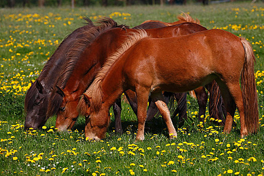 三个,放牧,冰岛马,马,花,草地,石荷州,德国,欧洲