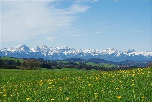 草地,阿尔卑斯山,巴伐利亚,德国
