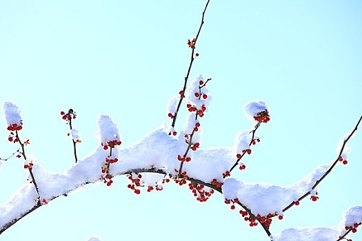 遮盖,雪