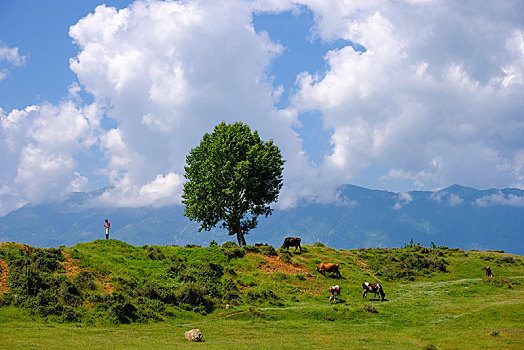 母牛,牧民,北方,阿尔巴尼亚,欧洲