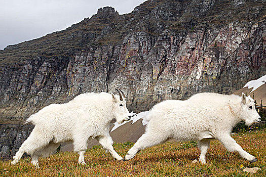 石山羊,雪羊,一对,冰川国家公园,蒙大拿