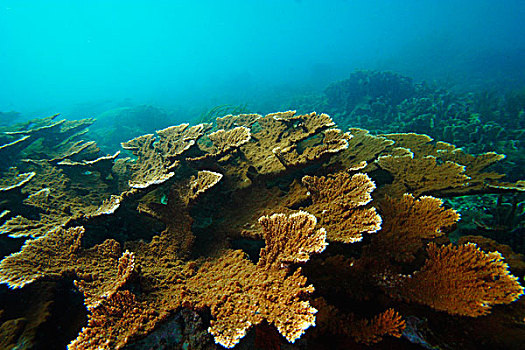 珊瑚,桌面珊瑚,海洋,国家公园,博卡斯德尔托罗,巴拿马