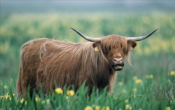 苏格兰,高原牛