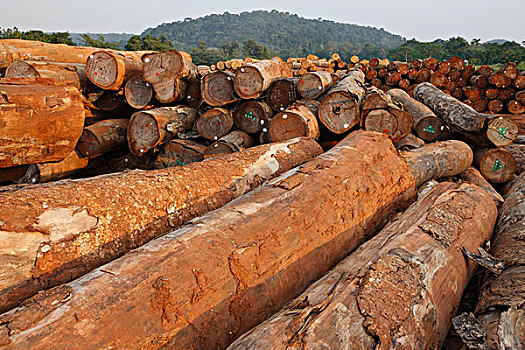 木料,热带雨林,喀麦隆