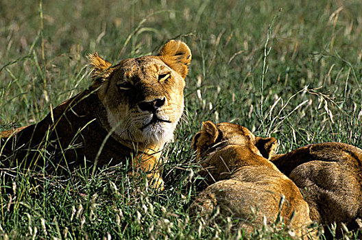坦桑尼亚,塞伦盖蒂,雌狮