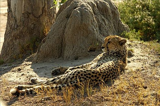 休息,印度豹,猎豹,萨维提,禁猎区,博茨瓦纳