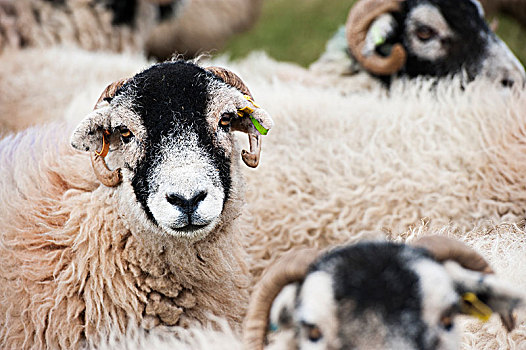 成群,交叉,蓝色,公羊,农产品,骡子,羊羔,坎布里亚,英格兰