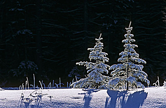 圣诞树,云杉,初雪,加拿大