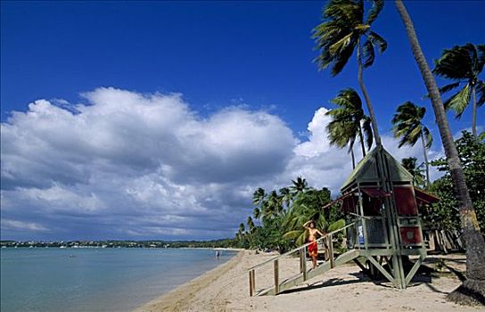 海滩,棕榈树,波多黎各,加勒比海