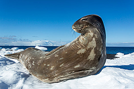 南极,南设得兰群岛,威德尔海豹,韦德尔氏海豹,休息,雪中,岸边,欺骗岛