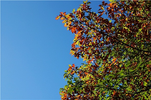 秋叶,蓝天