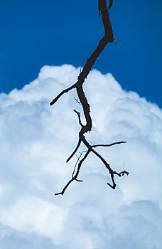 云和树枝