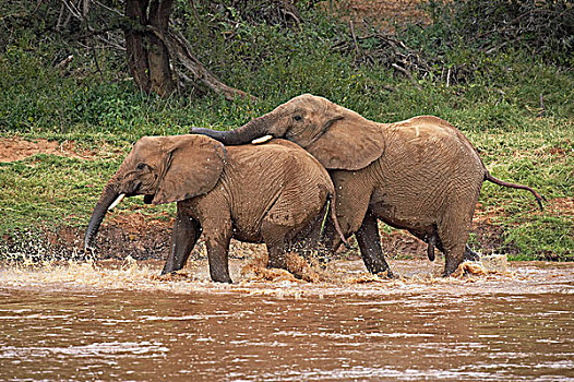 非洲象,玩,河,马赛马拉,公园,肯尼亚