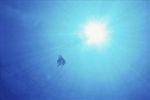 魚,游動,海洋