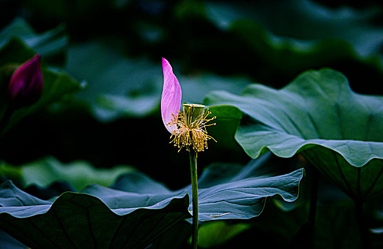 荷花特写