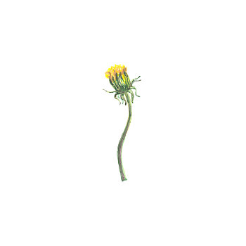 鮮明,水彩,花,葉子,隔絕,白色背景,背景