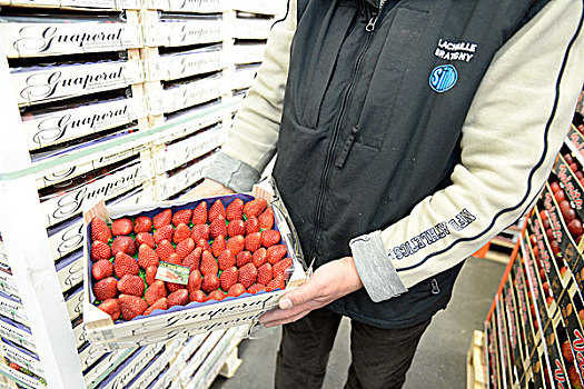 法国,汉吉斯,水果,市场,草莓,扁篮
