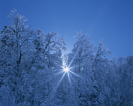 冬日树林,太阳